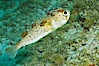 Long-spine porcupine fish, Sea of Cortez, Baja California, Mexico. Sea of Cortez, Baja California, Mexico. Image #27483