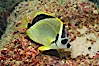 Barberfish, Sea of Cortez, Baja California, Mexico. Sea of Cortez, Baja California, Mexico. Image #27484
