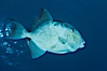 Finescale triggerfish underwater, Sea of Cortez, Baja California, Mexico. Sea of Cortez, Baja California, Mexico. Image #27486