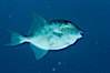 Finescale triggerfish underwater, Sea of Cortez, Baja California, Mexico. Sea of Cortez, Baja California, Mexico. Image #27487