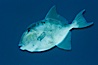 Finescale triggerfish underwater, Sea of Cortez, Baja California, Mexico. Sea of Cortez, Baja California, Mexico. Image #27488