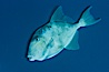 Finescale triggerfish underwater, Sea of Cortez, Baja California, Mexico. Sea of Cortez, Baja California, Mexico. Image #27489