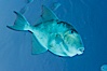 Finescale triggerfish underwater, Sea of Cortez, Baja California, Mexico. Sea of Cortez, Baja California, Mexico. Image #27490