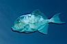 Finescale triggerfish underwater, Sea of Cortez, Baja California, Mexico. Sea of Cortez, Baja California, Mexico. Image #27491