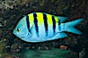 Panamic sargeant major fish, Sea of Cortez, Baja California, Mexico. Sea of Cortez, Baja California, Mexico. Image #27493