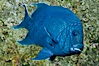 Giant damselfish, Sea of Cortez, Baja California, Mexico. Sea of Cortez, Baja California, Mexico. Image #27497