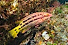Mexican hogfish, female coloration, Sea of Cortez, Baja California, Mexico. Sea of Cortez, Baja California, Mexico. Image #27499