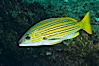 Blue and gold snapper, Sea of Cortez, Baja California, Mexico. Sea of Cortez, Baja California, Mexico. Image #27500