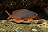 Pacific creolefish, Sea of Cortez, Baja California, Mexico. Sea of Cortez, Baja California, Mexico. Image #27501