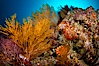 Reef with gorgonians and marine invertebrates, Sea of Cortez, Baja California, Mexico. Sea of Cortez, Baja California, Mexico. Image #27502
