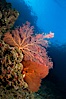 Reef with gorgonians and marine invertebrates, Sea of Cortez, Baja California, Mexico. Sea of Cortez, Baja California, Mexico. Image #27503