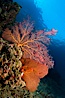 Reef with gorgonians and marine invertebrates, Sea of Cortez, Baja California, Mexico. Sea of Cortez, Baja California, Mexico. Image #27504