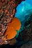 Reef with gorgonians and marine invertebrates, Sea of Cortez, Baja California, Mexico. Sea of Cortez, Baja California, Mexico. Image #27505