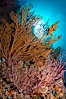 Reef with gorgonians and marine invertebrates, Sea of Cortez, Baja California, Mexico. Sea of Cortez, Baja California, Mexico. Image #27508