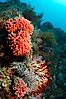 Reef with gorgonians and marine invertebrates, Sea of Cortez, Baja California, Mexico. Sea of Cortez, Baja California, Mexico. Image #27509