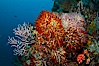 Reef with gorgonians and marine invertebrates, Sea of Cortez, Baja California, Mexico. Sea of Cortez, Baja California, Mexico. Image #27510