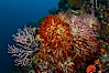 Reef with gorgonians and marine invertebrates, Sea of Cortez, Baja California, Mexico. Sea of Cortez, Baja California, Mexico. Image #27511