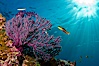 Reef with gorgonians and marine invertebrates, Sea of Cortez, Baja California, Mexico. Sea of Cortez, Baja California, Mexico. Image #27514
