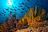 Reef with gorgonians and marine invertebrates, Sea of Cortez, Baja California, Mexico. Sea of Cortez, Baja California, Mexico. Image #27520