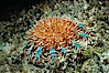 Panamic crown of thorns sea star. Sea of Cortez, Baja California, Mexico. Image #27527