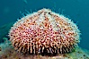 Flower sea urchin with pedicellariae visible. Sea of Cortez, Baja California, Mexico. Image #27528