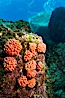 Orange cup coral clusters on rocky reef. Sea of Cortez, Baja California, Mexico. Image #27529