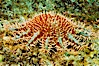 Panamic crown of thorns sea star. Sea of Cortez, Baja California, Mexico. Image #27531