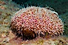 Flower sea urchin with pedicellariae visible. Sea of Cortez, Baja California, Mexico. Image #27533