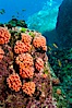 Orange cup coral clusters on rocky reef. Sea of Cortez, Baja California, Mexico. Image #27537