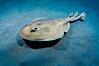 Lesser electric ray, Sea of Cortez, Baja California, Mexico. Sea of Cortez, Baja California, Mexico. Image #27539