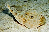 Bullseye torpedo electric ray, Sea of Cortez, Baja California, Mexico. Sea of Cortez, Baja California, Mexico. Image #27543