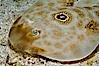 Bullseye torpedo electric ray, Sea of Cortez, Baja California, Mexico. Sea of Cortez, Baja California, Mexico. Image #27544