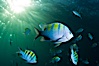 Panamic sargeant major fishes and sunburst, Sea of Cortez, Baja California, Mexico. Sea of Cortez, Baja California, Mexico. Image #27563
