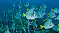 Yellow-tailed surgeonfish schooling, Sea of Cortez, Baja California, Mexico. Sea of Cortez, Baja California, Mexico. Image #27564