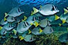 Yellow-tailed surgeonfish schooling, Sea of Cortez, Baja California, Mexico. Sea of Cortez, Baja California, Mexico. Image #27565