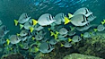 Yellow-tailed surgeonfish schooling, Sea of Cortez, Baja California, Mexico. Sea of Cortez, Baja California, Mexico. Image #27566