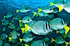 Yellow-tailed surgeonfish schooling, Sea of Cortez, Baja California, Mexico. Sea of Cortez, Baja California, Mexico. Image #27571