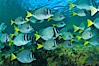 Yellow-tailed surgeonfish schooling, Sea of Cortez, Baja California, Mexico. Sea of Cortez, Baja California, Mexico. Image #27573