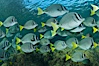 Yellow-tailed surgeonfish schooling, Sea of Cortez, Baja California, Mexico. Sea of Cortez, Baja California, Mexico. Image #27574