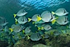 Yellow-tailed surgeonfish schooling, Sea of Cortez, Baja California, Mexico. Sea of Cortez, Baja California, Mexico. Image #27575