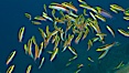 Cortez rainbow wrasse schooling over reef in mating display, Sea of Cortez, Baja California, Mexico. Sea of Cortez, Baja California, Mexico. Image #27576