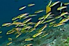 Cortez rainbow wrasse schooling over reef in mating display, Sea of Cortez, Baja California, Mexico. Sea of Cortez, Baja California, Mexico. Image #27577