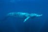 Fin whale underwater. The fin whale is the second longest and sixth most massive animal ever, reaching lengths of 88 feet. Image #27594