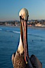 California brown pelican on Oceanside Pier, sitting on the pier railing, sunset, winter. Oceanside Pier, Oceanside, California, USA. Image #27602