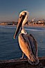 California brown pelican on Oceanside Pier, sitting on the pier railing, sunset, winter. Oceanside Pier, Oceanside, California, USA. Image #27607