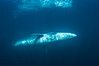 Fin whale underwater. The fin whale is the second longest and sixth most massive animal ever, reaching lengths of 88 feet. Image #27619