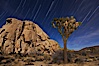 Joshua trees and star trails, moonlit night. The Joshua Tree is a species of yucca common in the lower Colorado desert and upper Mojave desert ecosystems. Joshua Tree National Park, California, USA. Image #27710