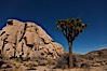 Joshua tree and stars, moonlit night. The Joshua Tree is a species of yucca common in the lower Colorado desert and upper Mojave desert ecosystems. Joshua Tree National Park, California, USA. Image #27712