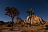 Joshua tree and stars, moonlit night. The Joshua Tree is a species of yucca common in the lower Colorado desert and upper Mojave desert ecosystems. Joshua Tree National Park, California, USA. Image #27713