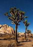 Joshua tree and stars, moonlit night. The Joshua Tree is a species of yucca common in the lower Colorado desert and upper Mojave desert ecosystems. Joshua Tree National Park, California, USA. Image #27714